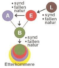 Syndefallet, synd og fallen natur